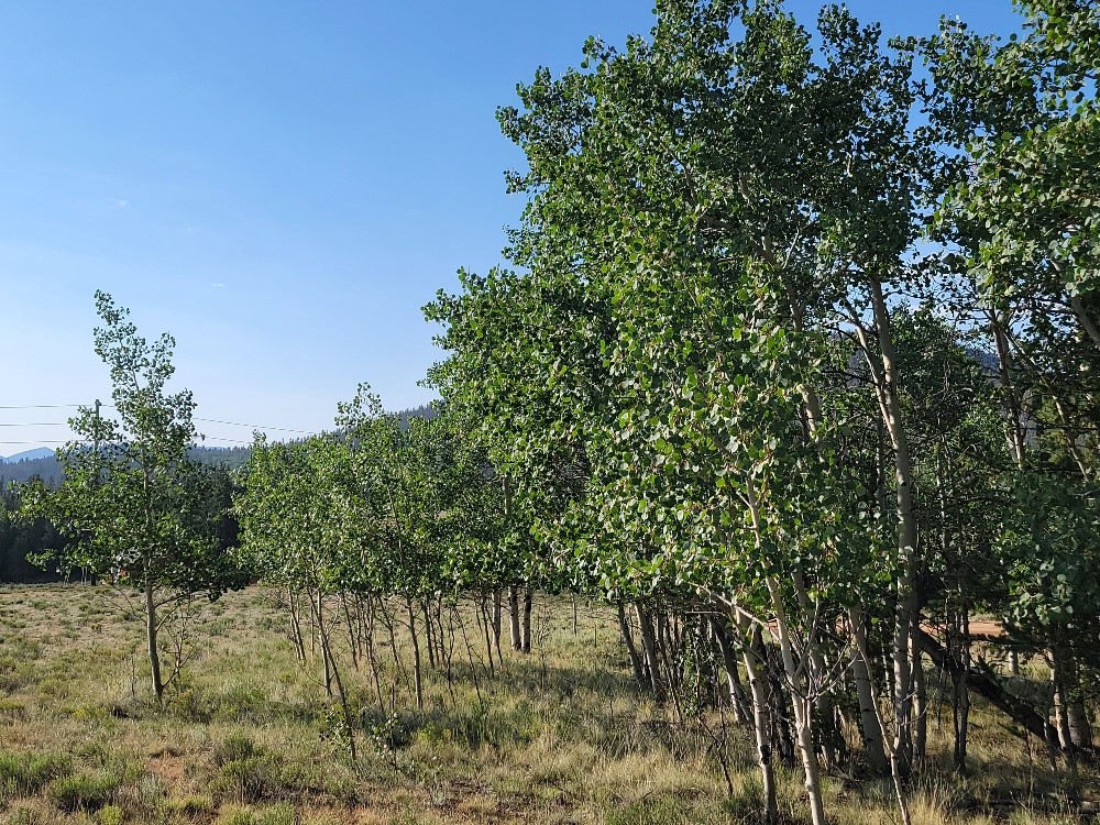 1630 Wampum Lane Como CO 80432
