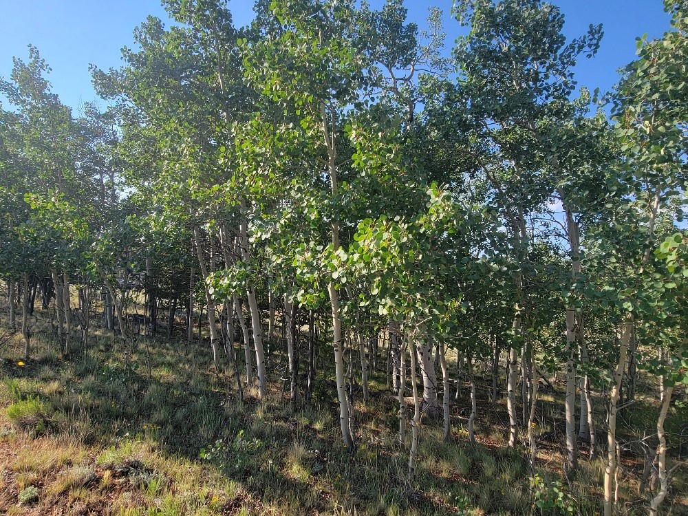 1630 Wampum Lane Como CO 80432
