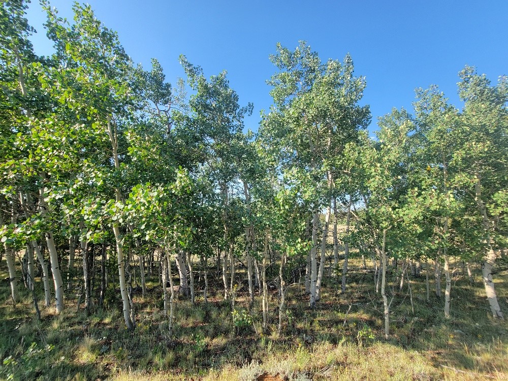 1630 Wampum Lane Como CO 80432