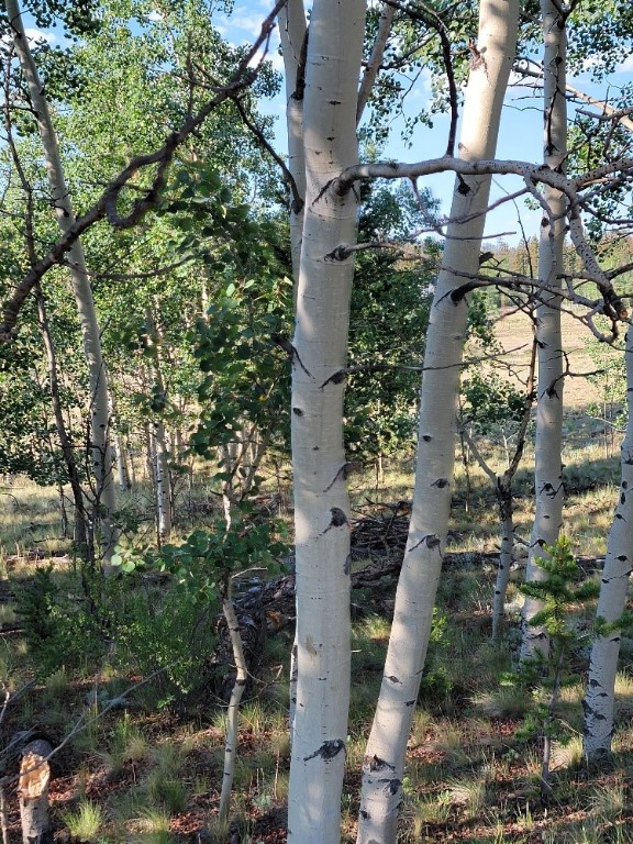 1630 Wampum Lane Como CO 80432