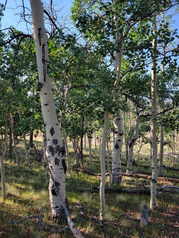 1630 Wampum Lane Como CO 80432