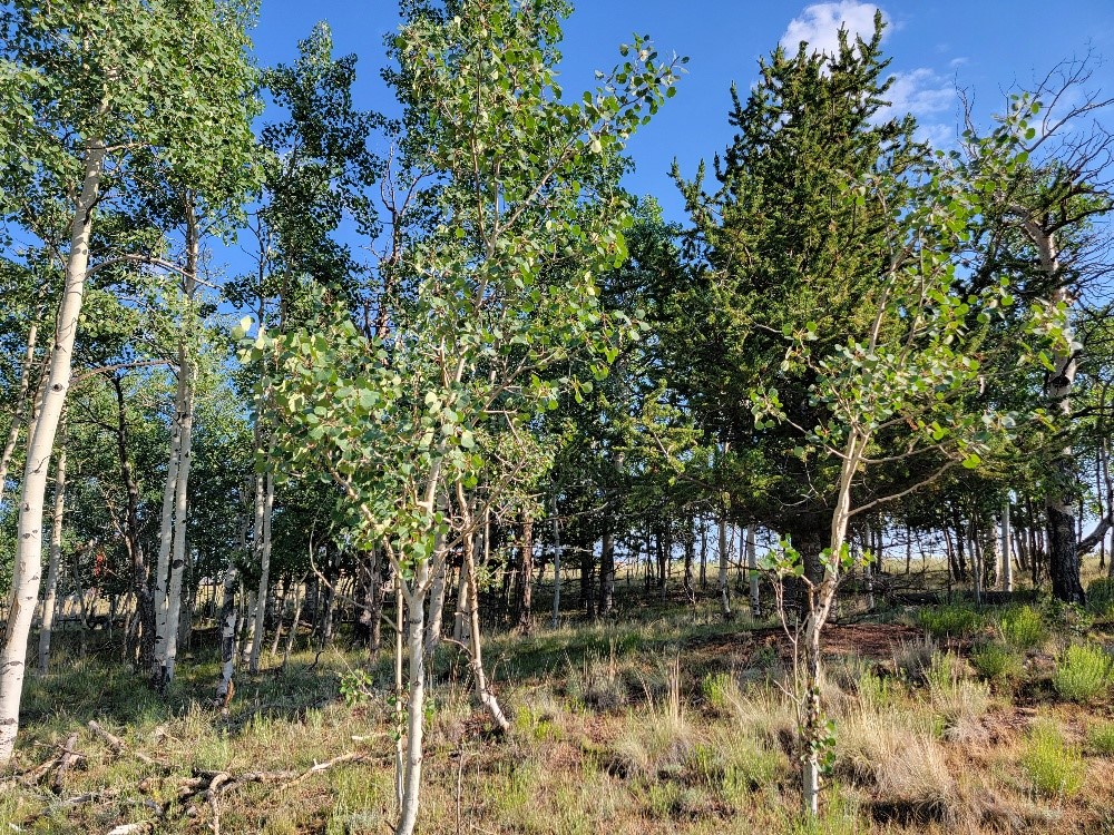 1630 Wampum Lane Como CO 80432