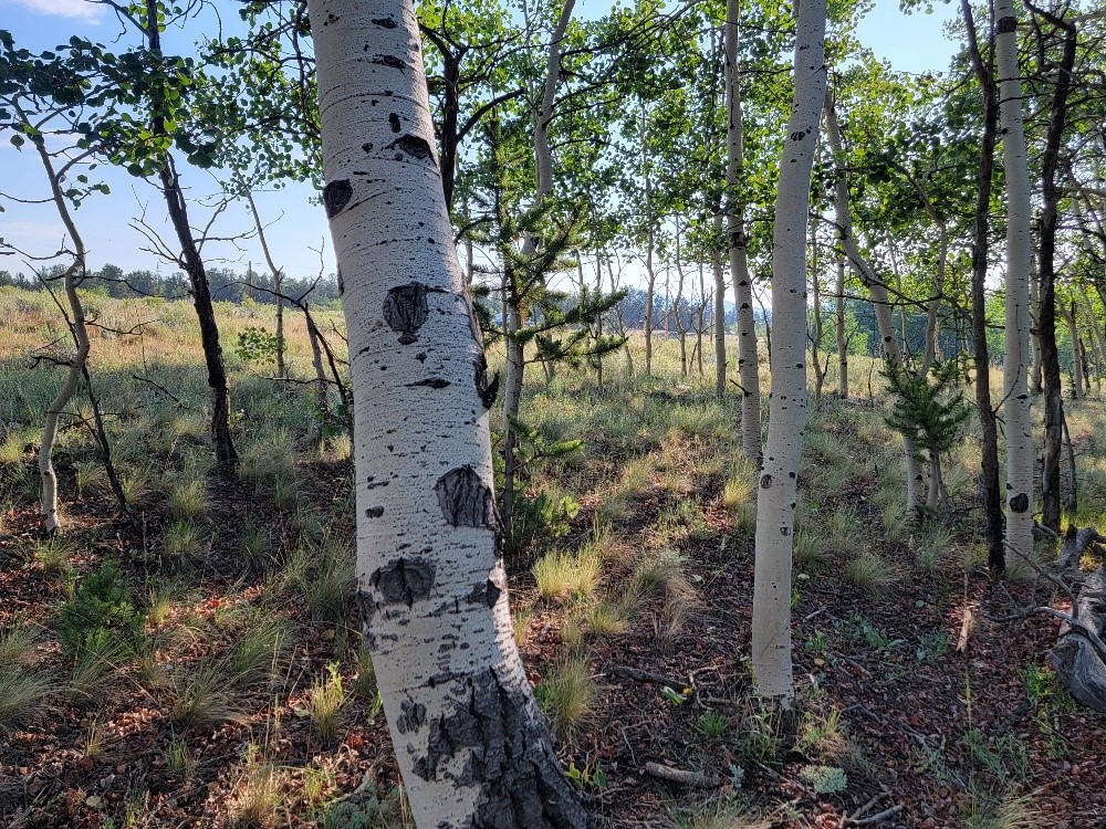 1630 Wampum Lane Como CO 80432