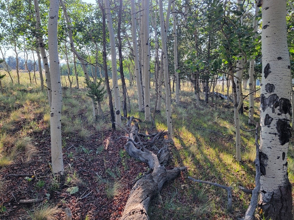 1630 Wampum Lane Como CO 80432