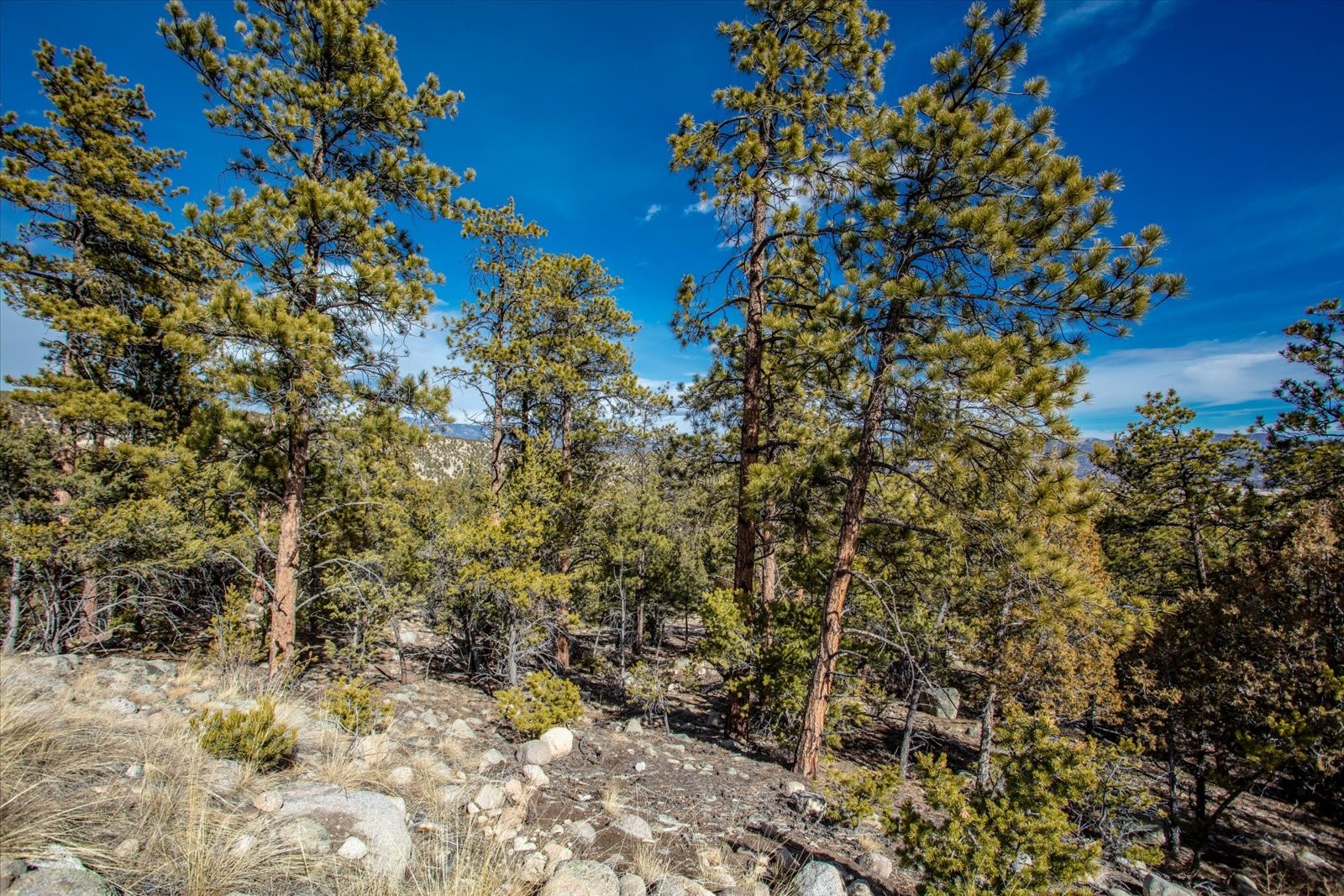 21160 Skyline Drive Nathrop CO 81236