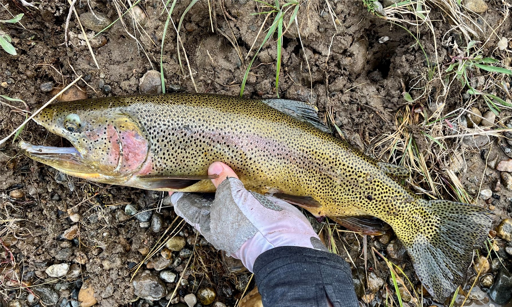 5410 Middle Fork Fairplay CO 80440