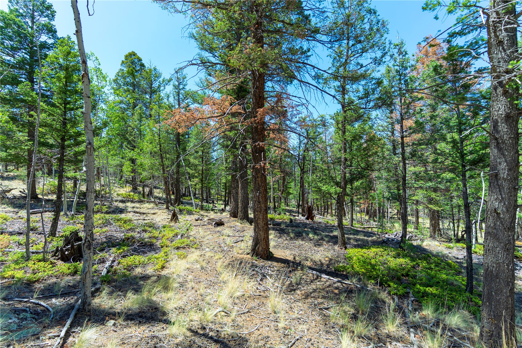 1036 Pulver Road Lake George CO 80827