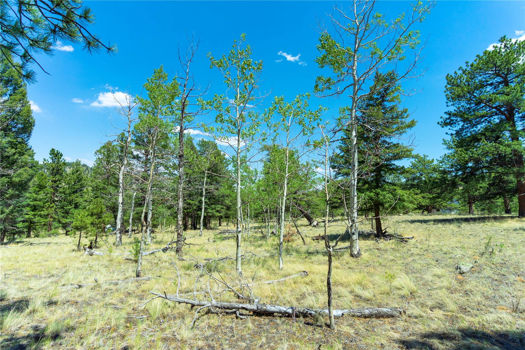 1036 Pulver Road Lake George CO 80827