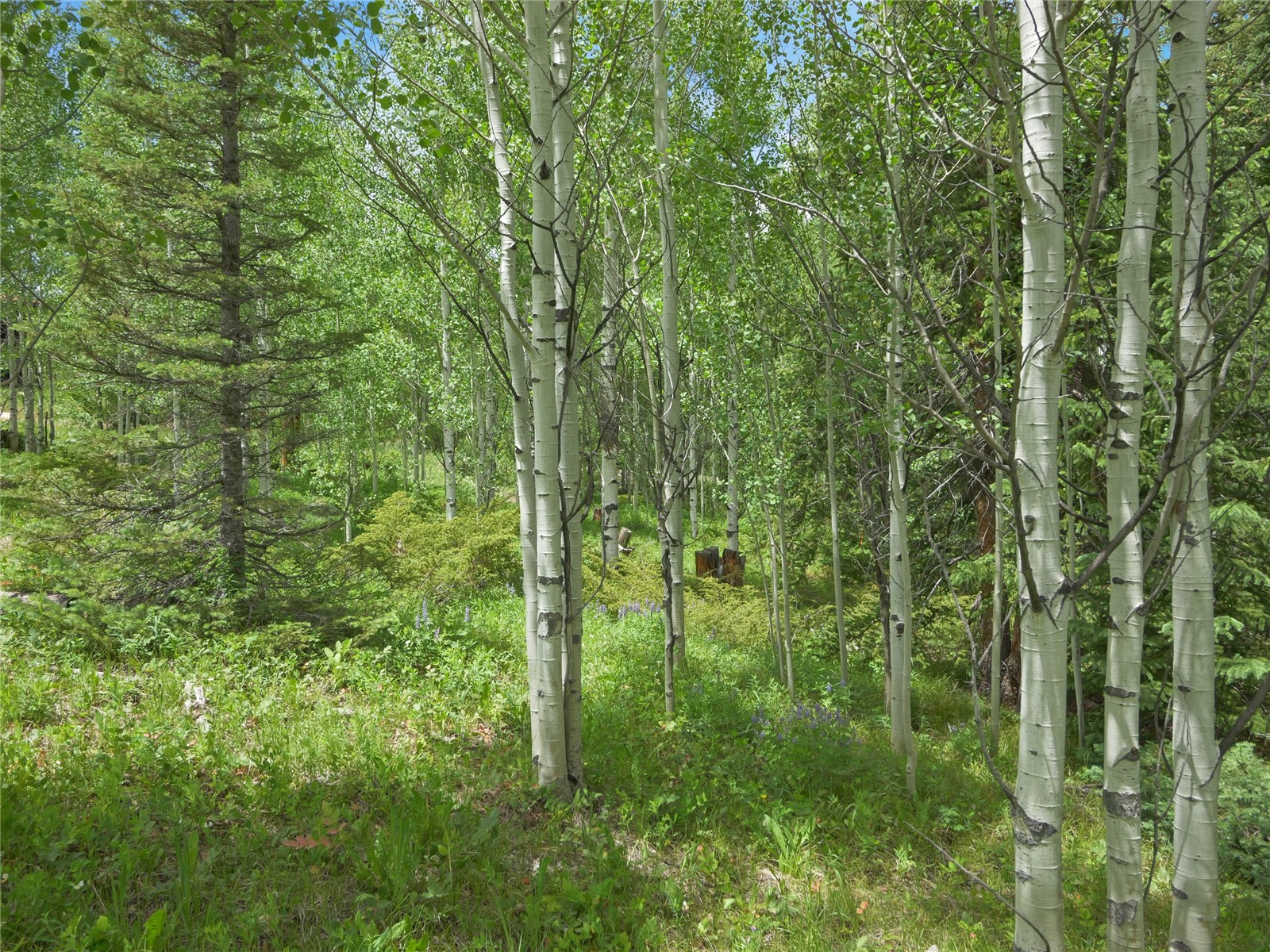 616 Aspen Drive Silverthorne CO 80498