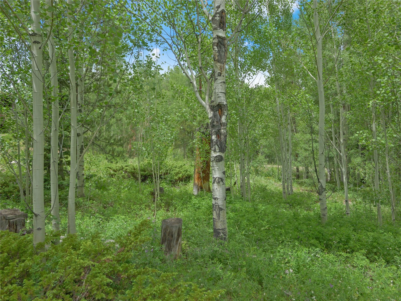 616 Aspen Drive Silverthorne CO 80498