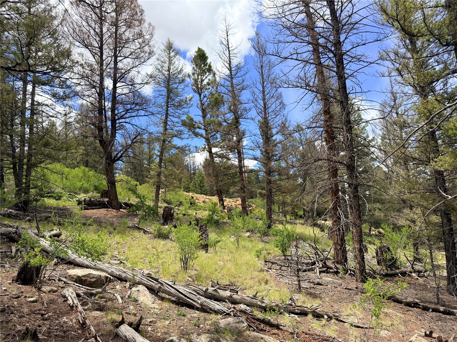 1396 Middle Fork Fairplay CO 80440