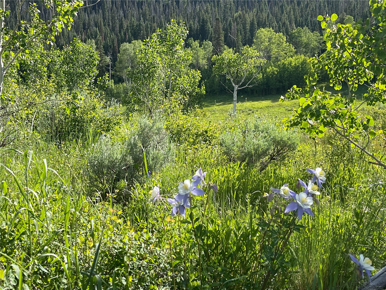Tbd County Road 225 Toponas CO 80479