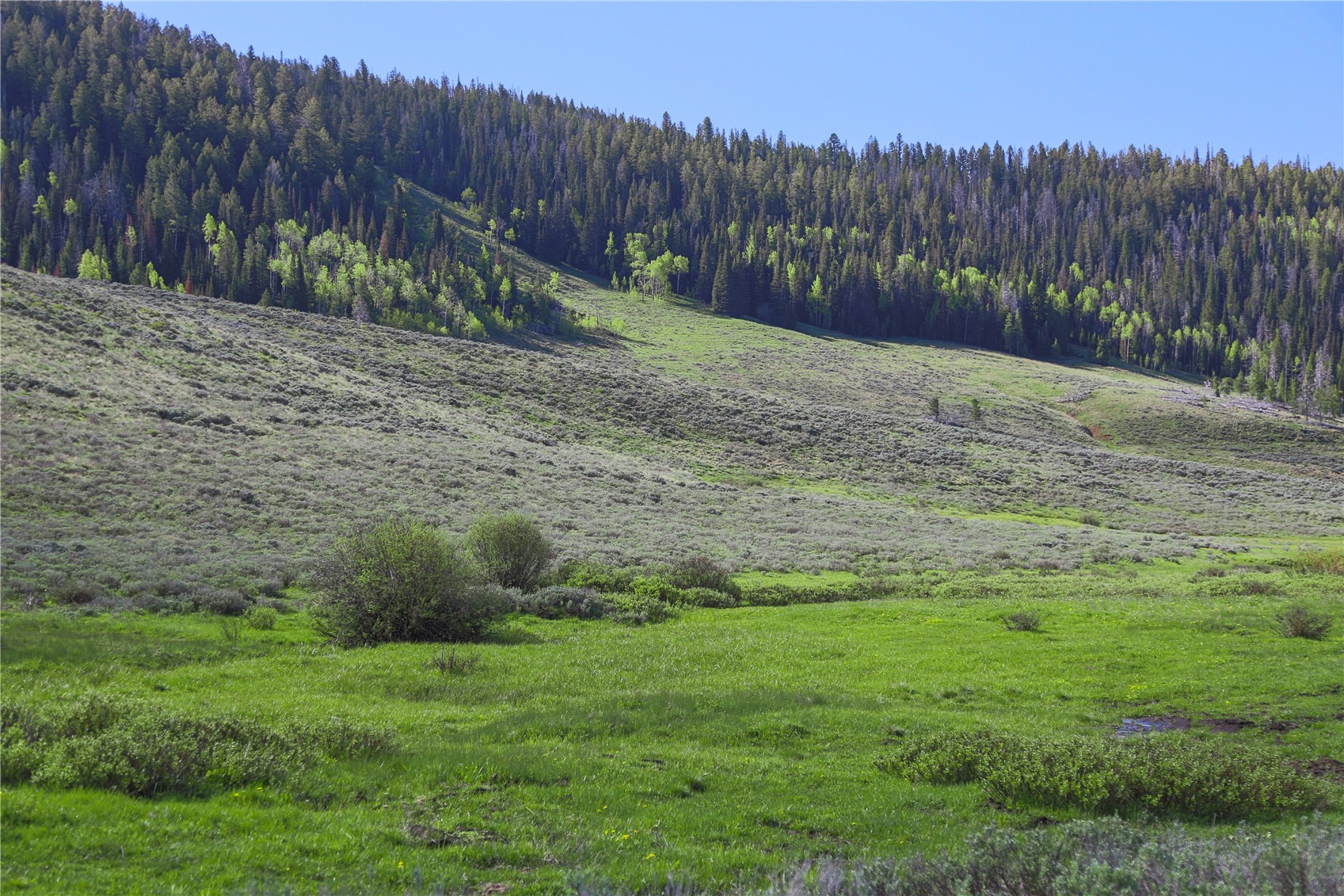 Tbd County Road 225 Toponas CO 80479