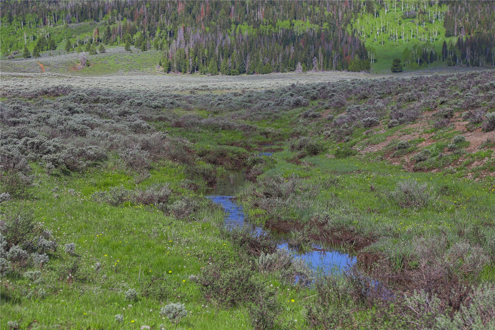 Tbd County Road 225 Toponas CO 80479