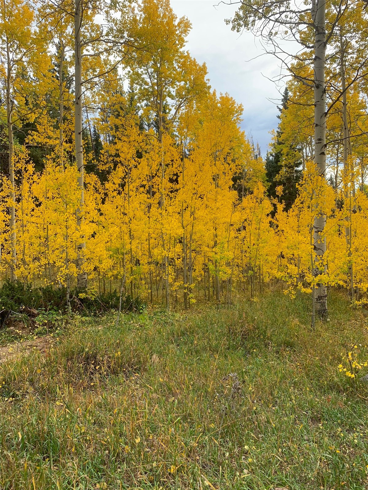 Tbd County Road 225 Toponas CO 80479