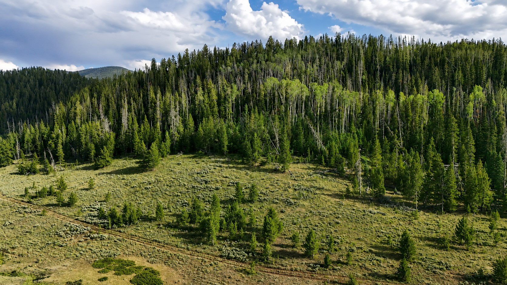 Tbd County Road 225 Toponas CO 80479