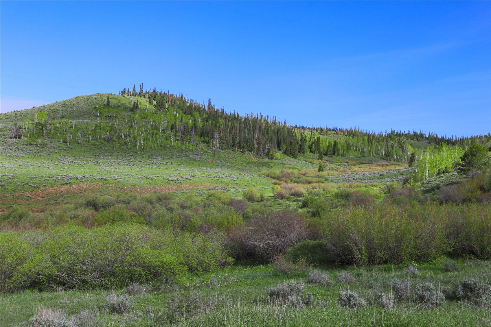 Tbd County Road 225 Toponas CO 80479