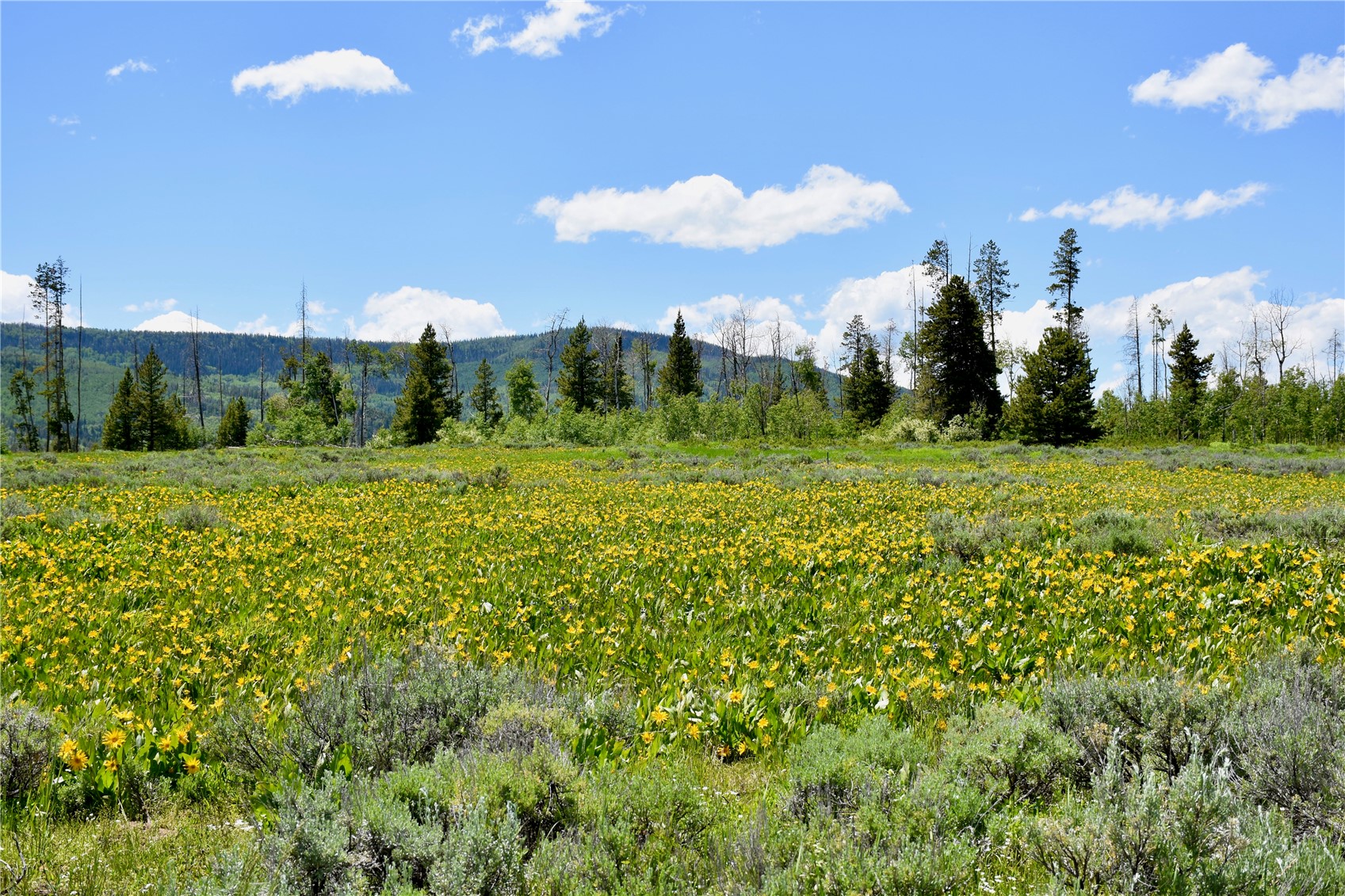 195 Halter Trail Oak Creek CO 80467