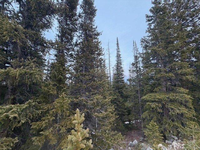 272 Grizzly Drive Fairplay CO 80440
