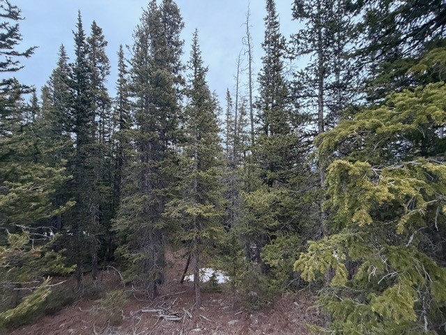 272 Grizzly Drive Fairplay CO 80440