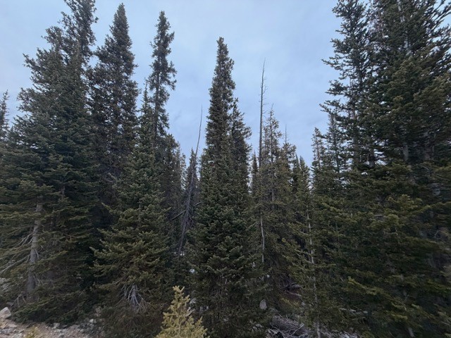 272 Grizzly Drive Fairplay CO 80440