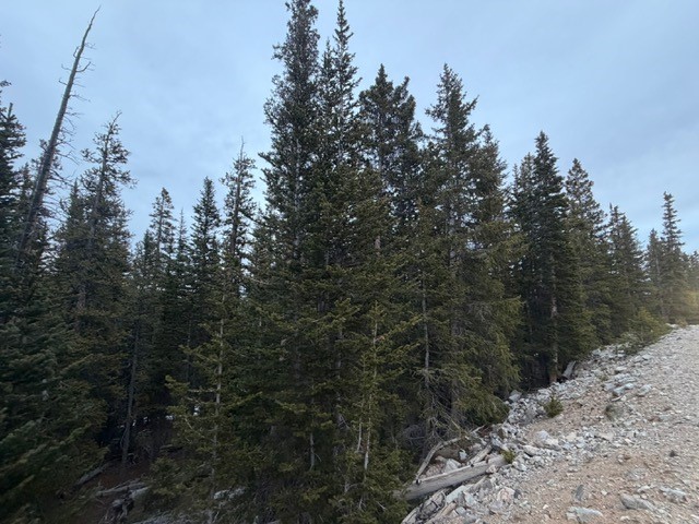 272 Grizzly Drive Fairplay CO 80440