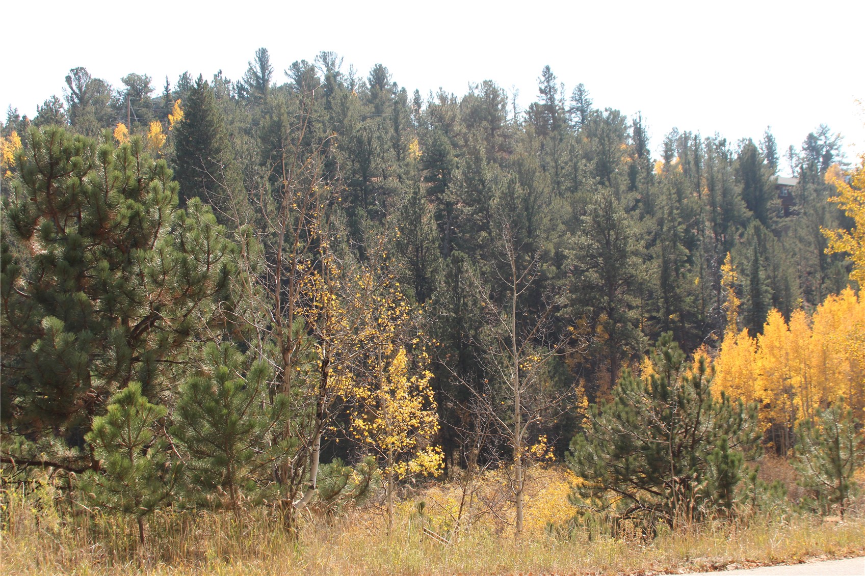 2012 Shelton Drive Bailey CO 80421