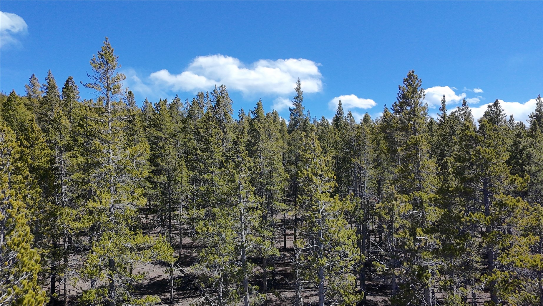 966 Lady Alice Leadville CO 80461