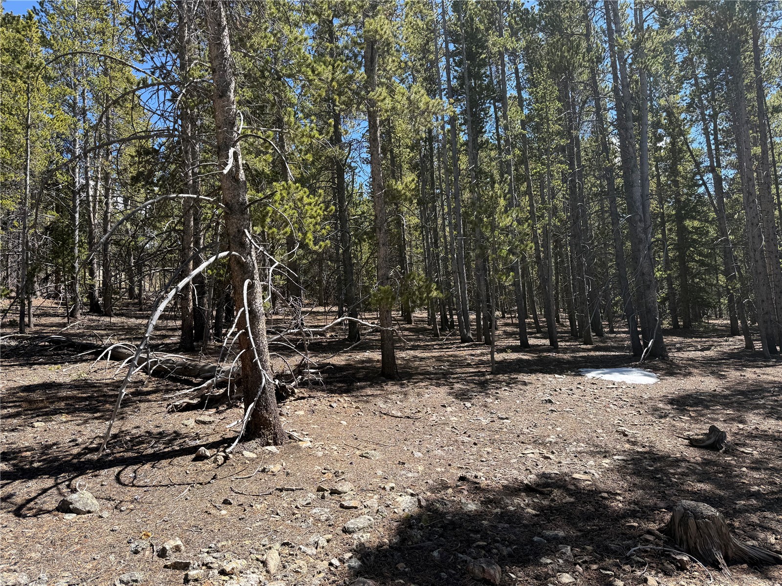 966 Lady Alice Leadville CO 80461