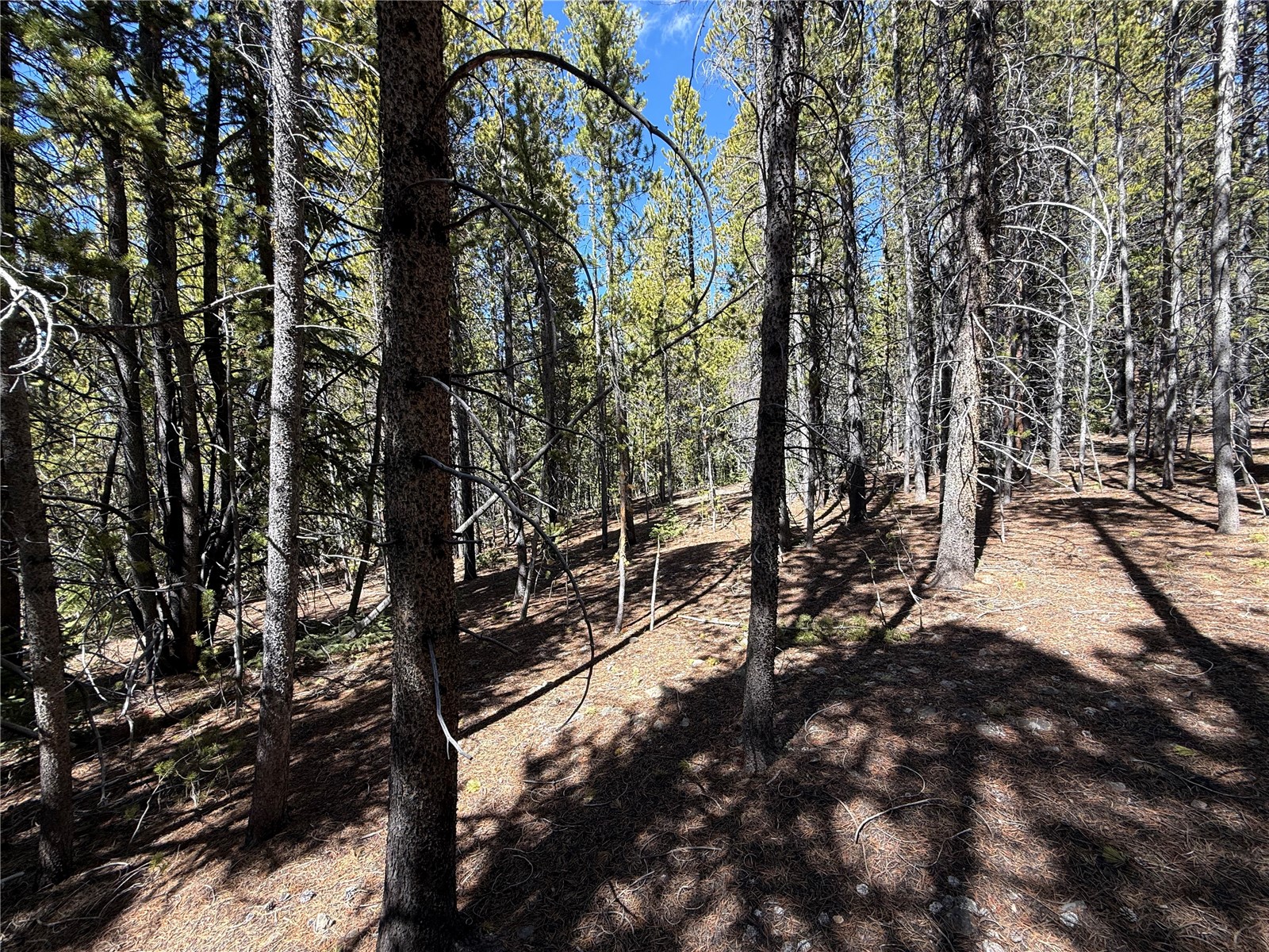 966 Lady Alice Leadville CO 80461