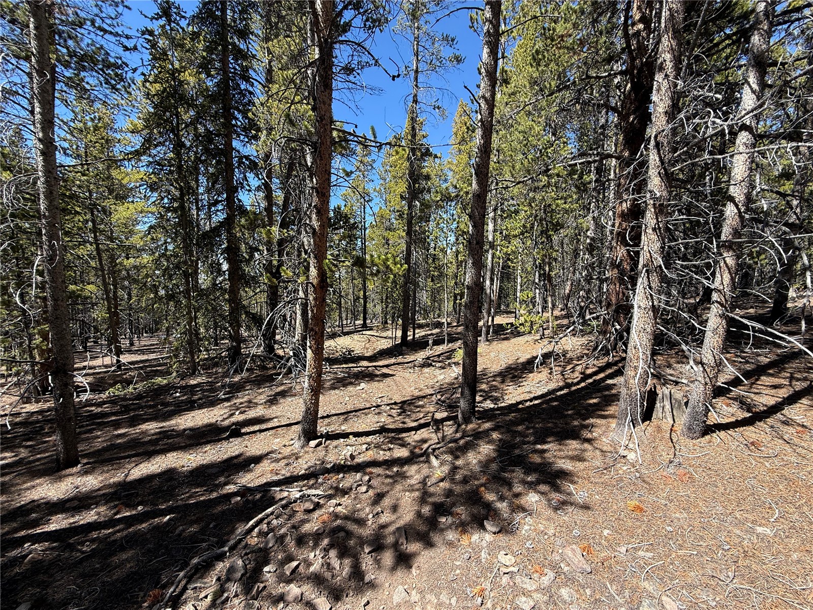 966 Lady Alice Leadville CO 80461