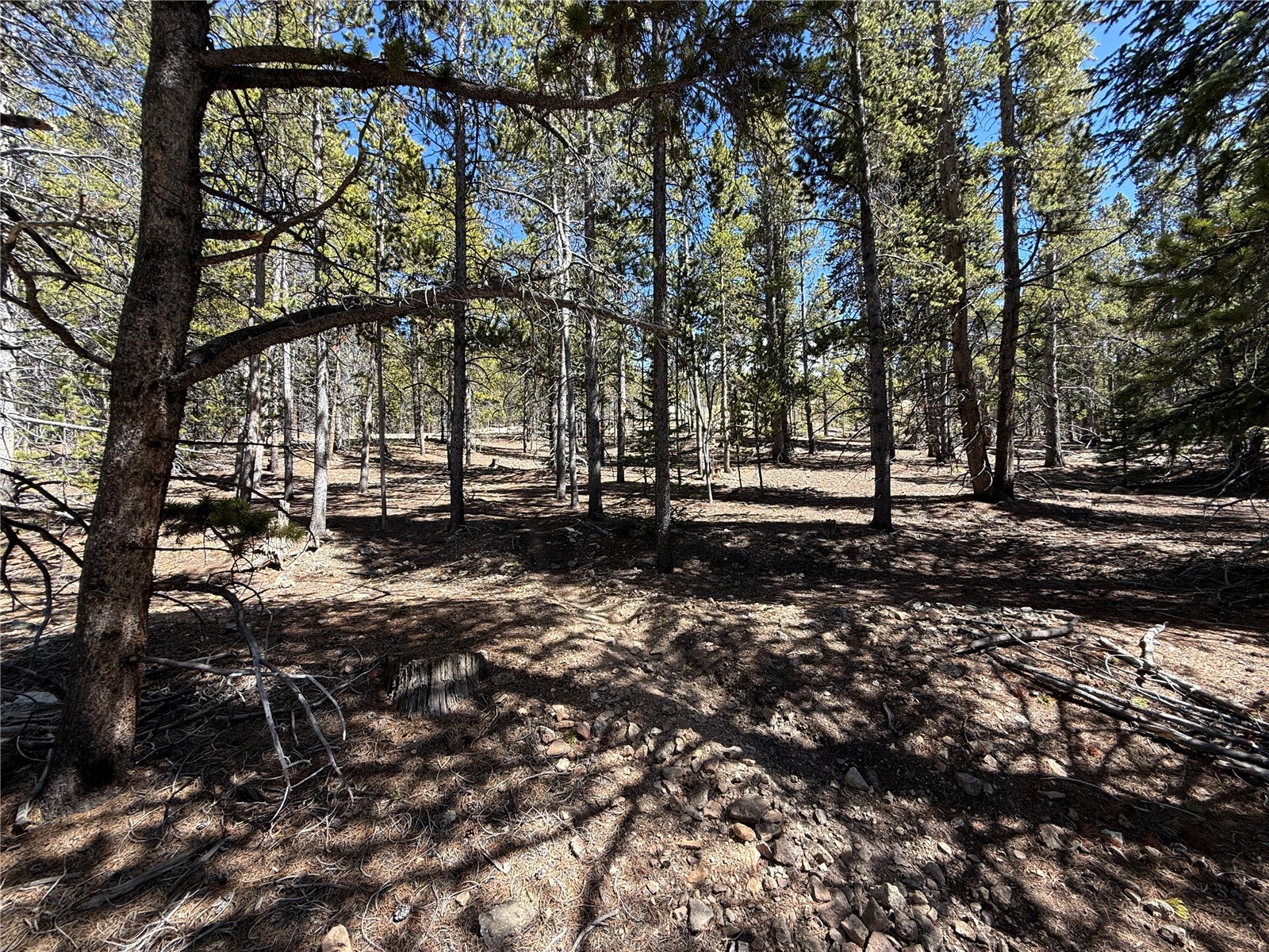 966 Lady Alice Leadville CO 80461