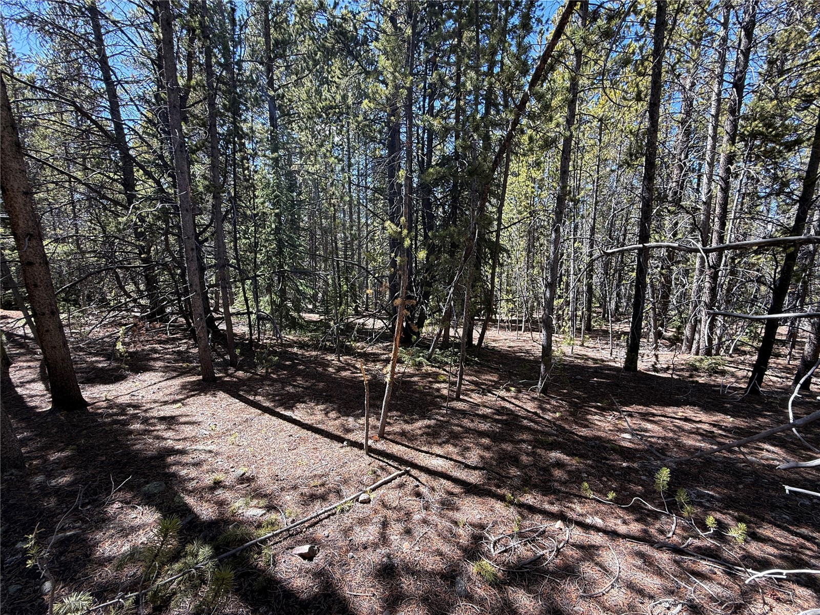 966 Lady Alice Leadville CO 80461