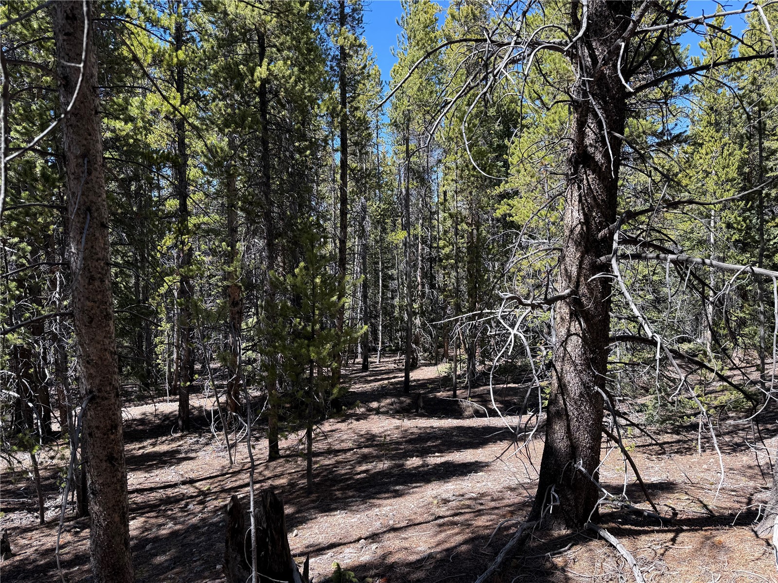 966 Lady Alice Leadville CO 80461