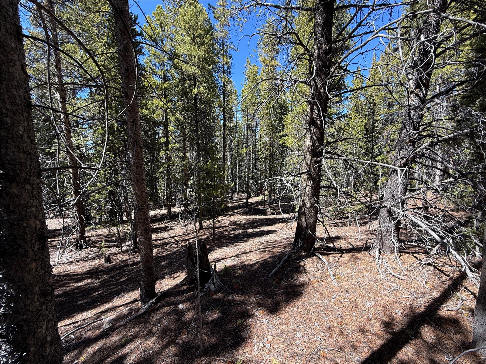 966 Lady Alice Leadville CO 80461