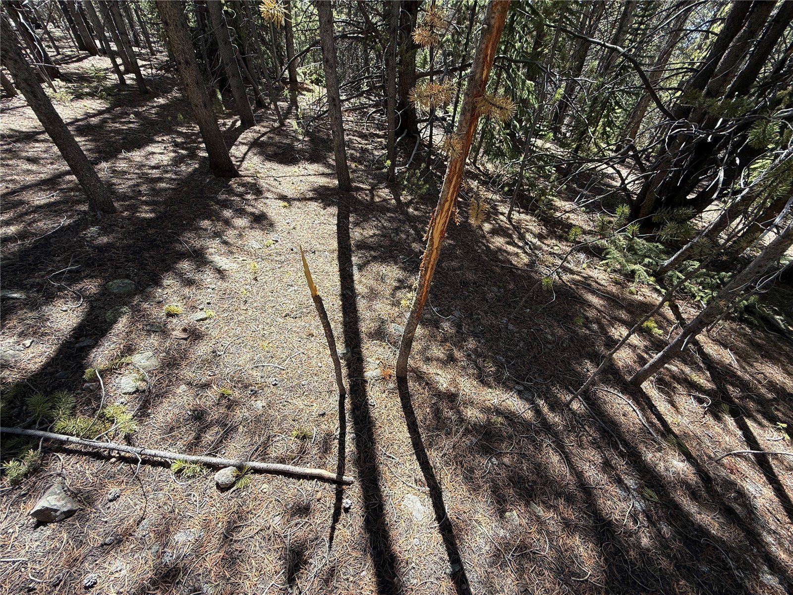 966 Lady Alice Leadville CO 80461