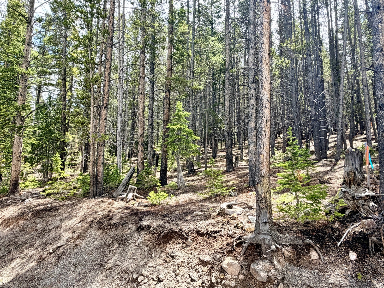 0118 Cr 535 Breckenridge CO 80424
