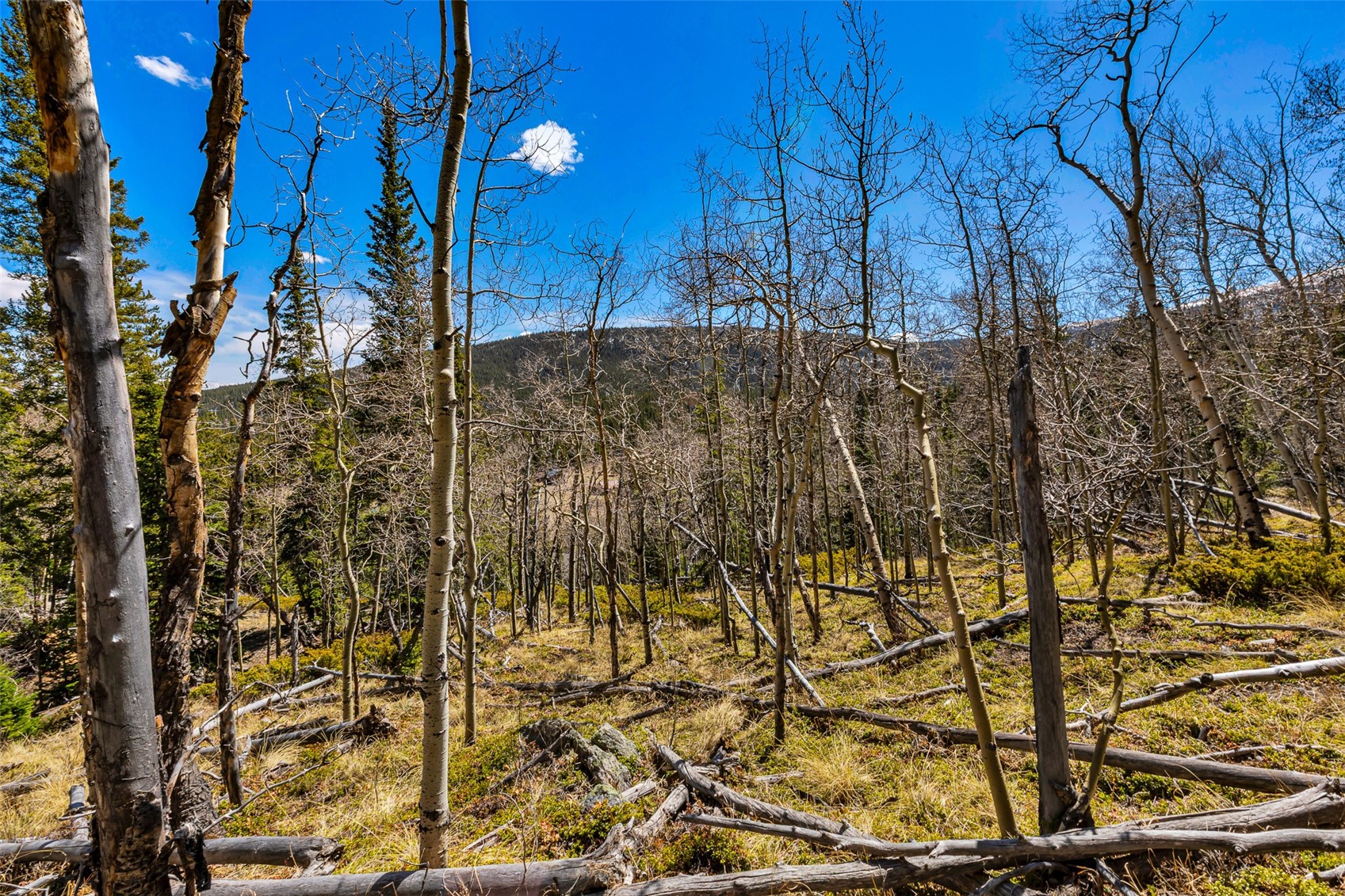 270 Co Road 667 Alma CO 80440