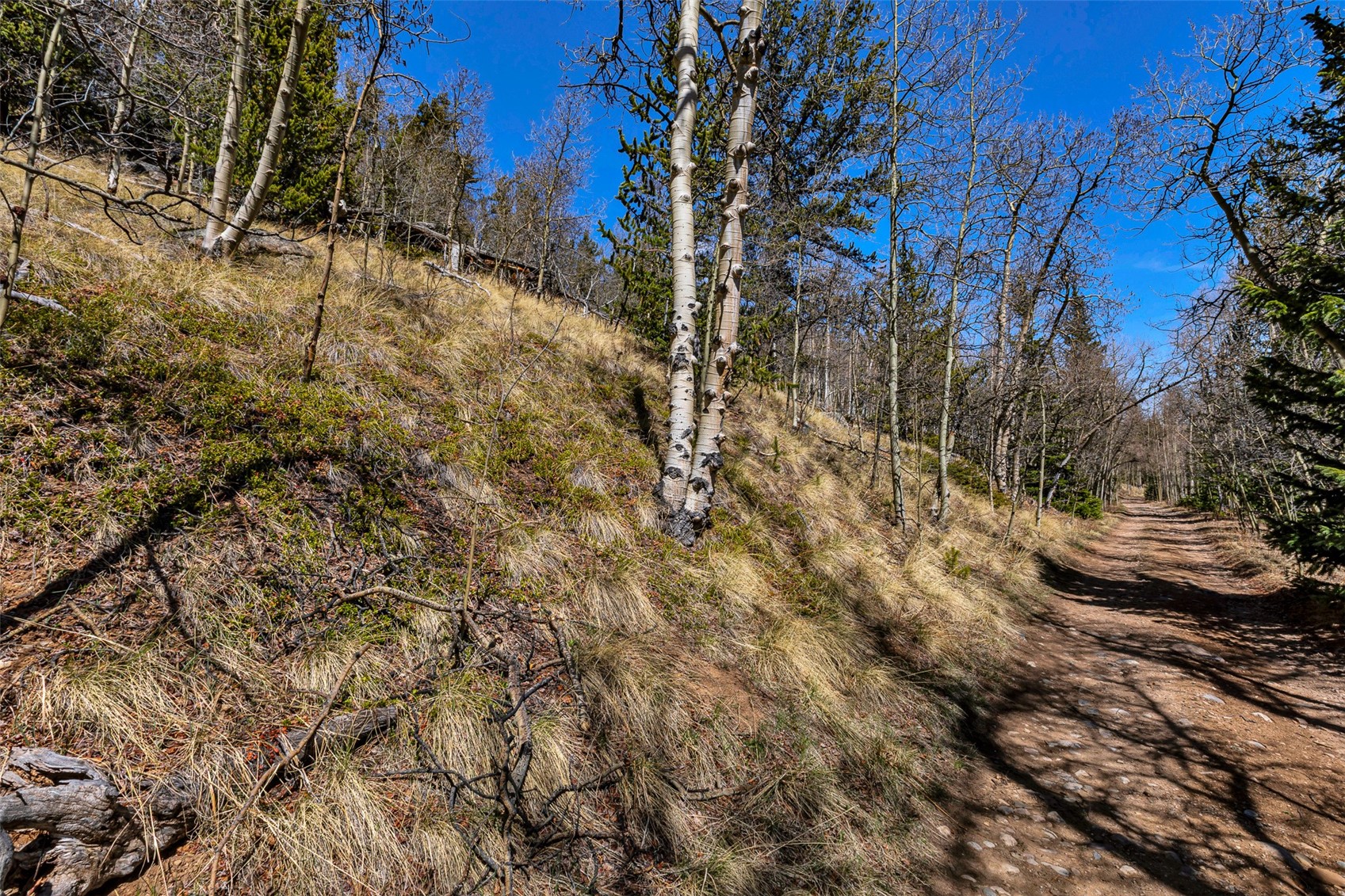 270 Co Road 667 Alma CO 80440