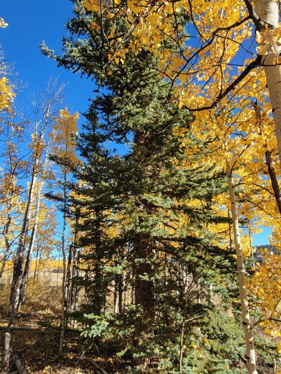 431 Arrowhead Drive Como CO 80432