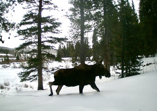 Tbd Pcr-19 Alma CO 80420