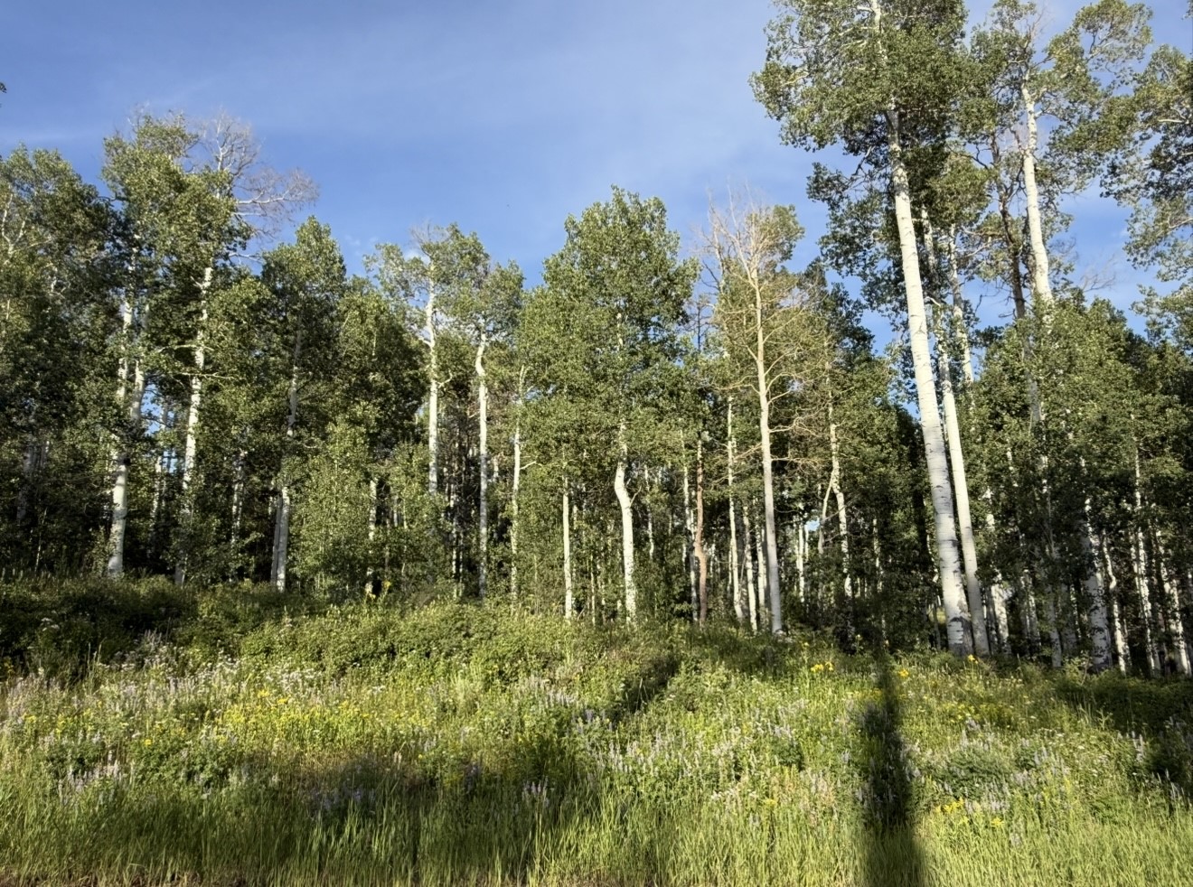 26320 Beaver Canyon Drive Clark CO 80428