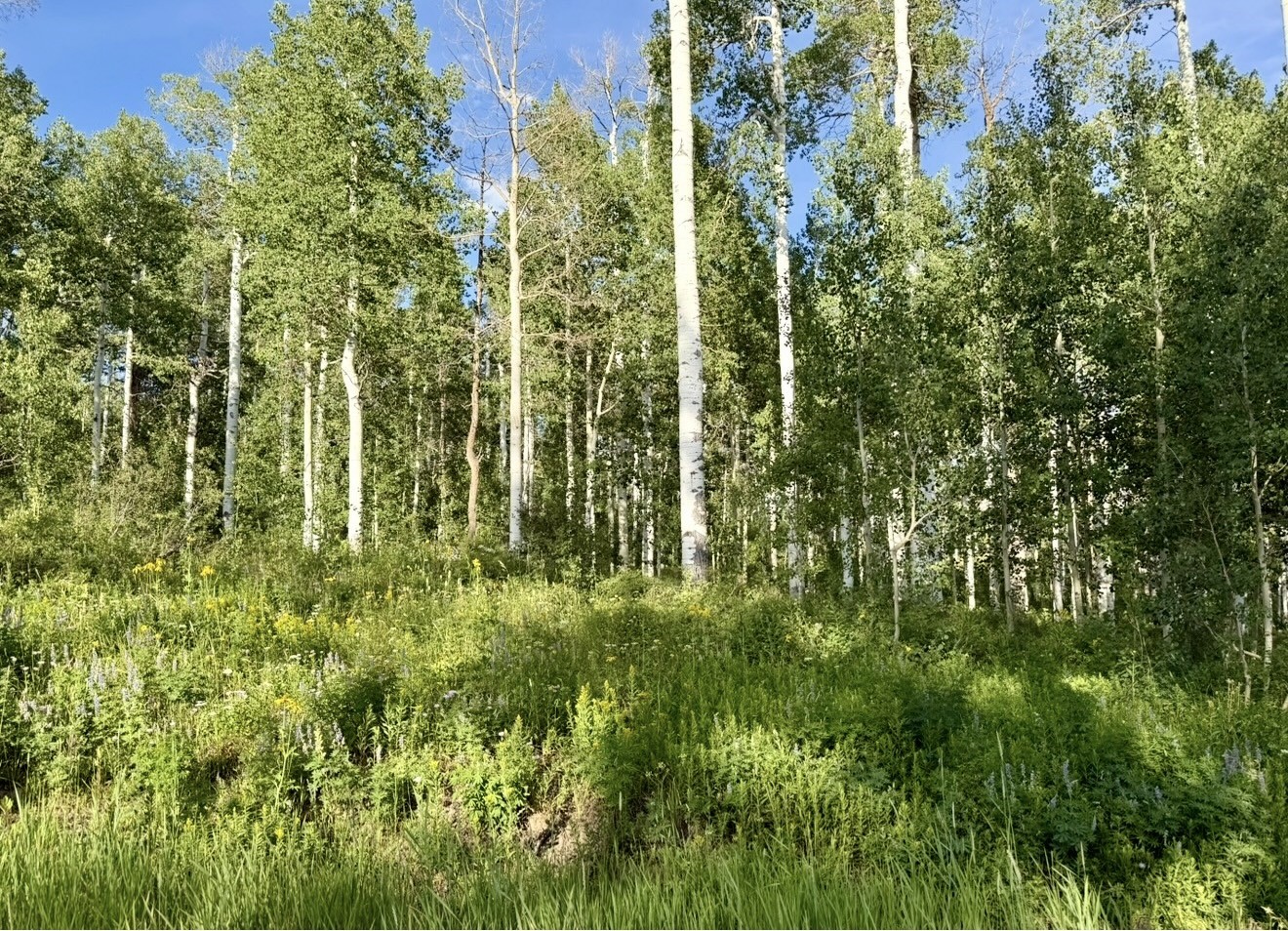 26320 Beaver Canyon Drive Clark CO 80428