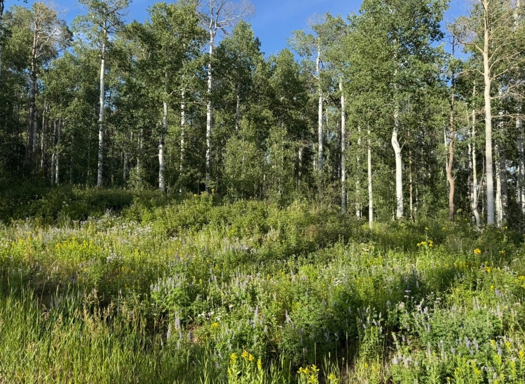 26320 Beaver Canyon Drive Clark CO 80428