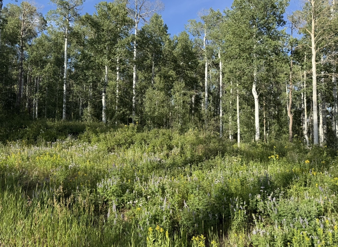 26320 Beaver Canyon Drive Clark CO 80428