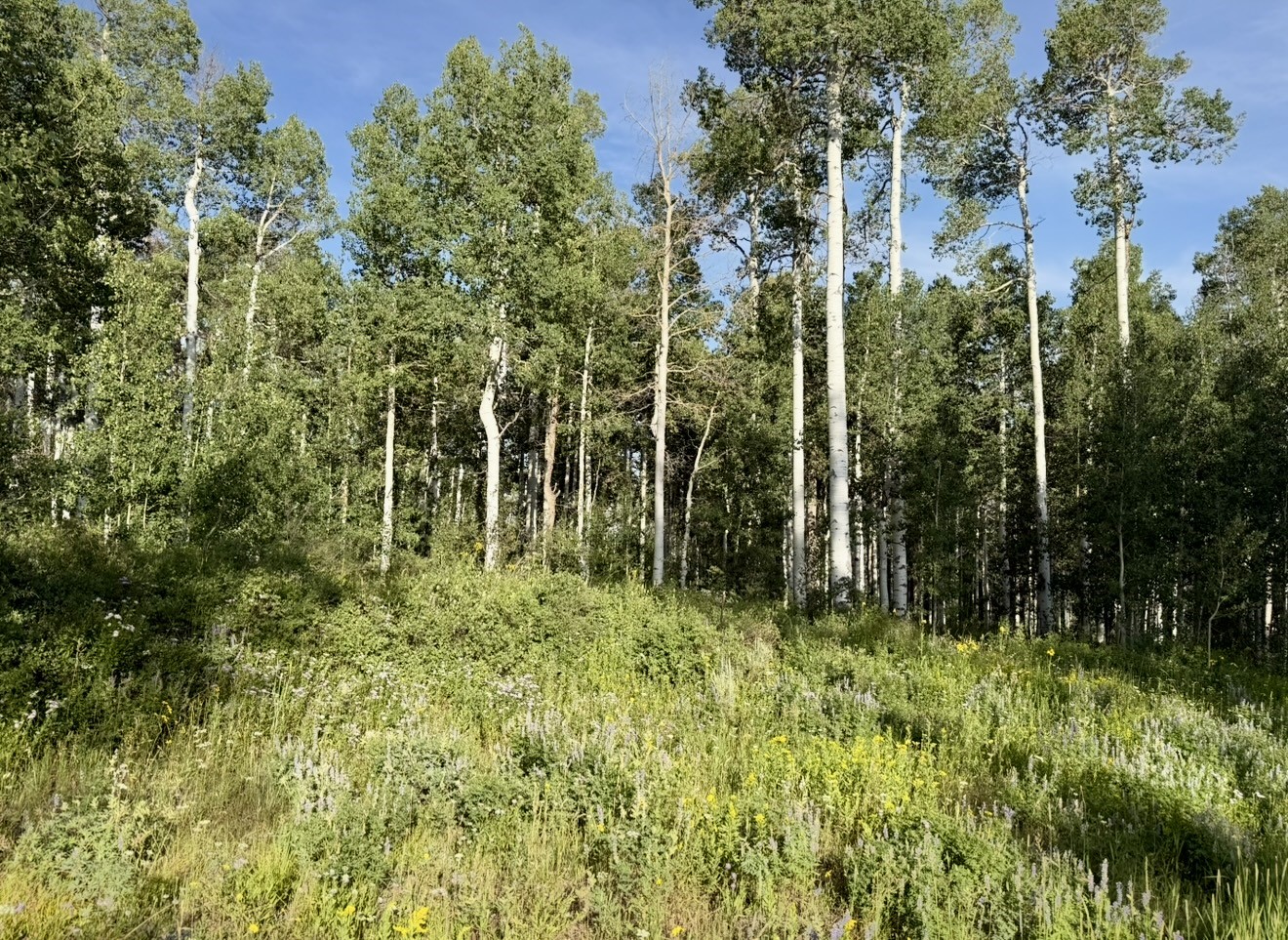 26320 Beaver Canyon Drive Clark CO 80428