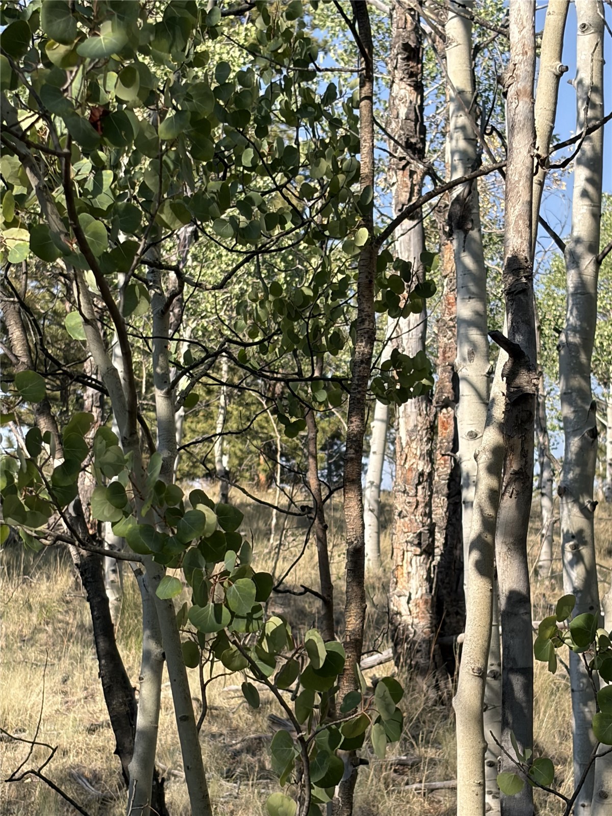 3031 Mcdowell Drive Como CO 80432