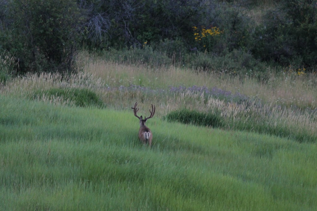 2251 Cr-179 Craig CO 81638