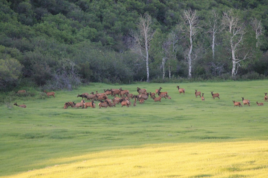 2251 Cr-179 Craig CO 81638