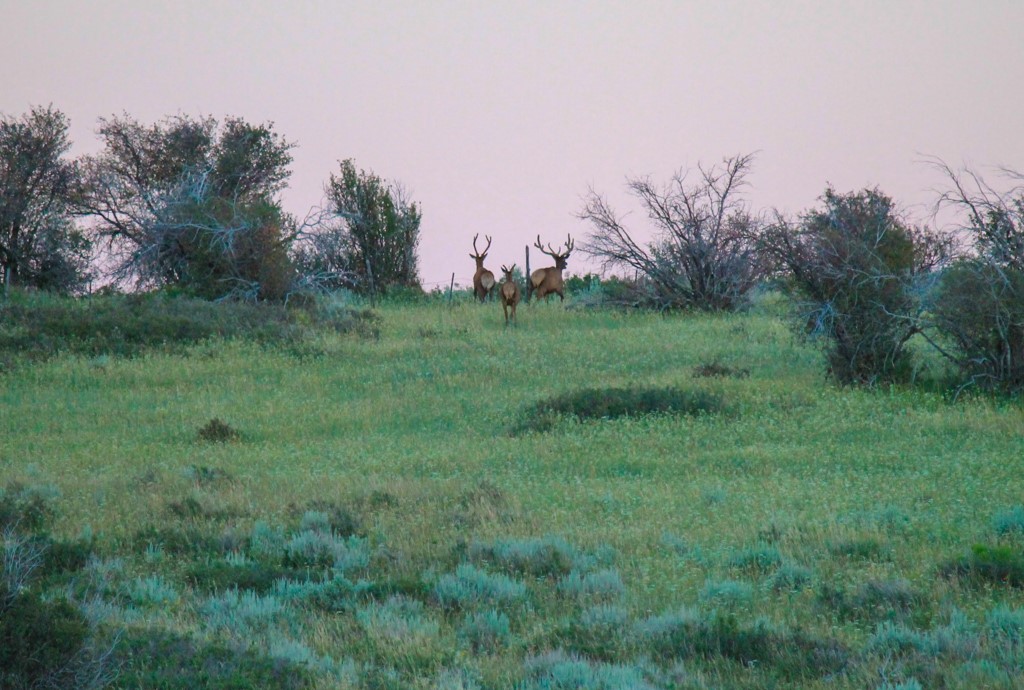 2251 Cr-179 Craig CO 81638